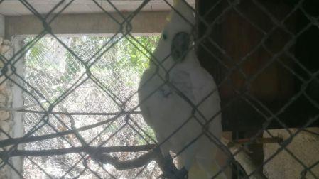 Rescatan a jaguares, puma y aves en Playa del Carmen; los tenían sin agua ni comida