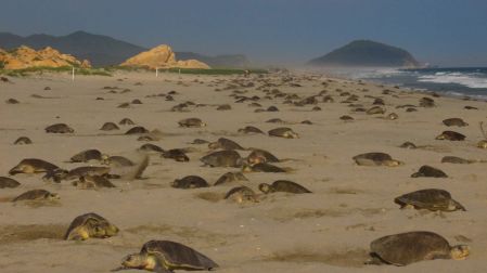 Arribo de tortugas marinas a santuario rompe récord